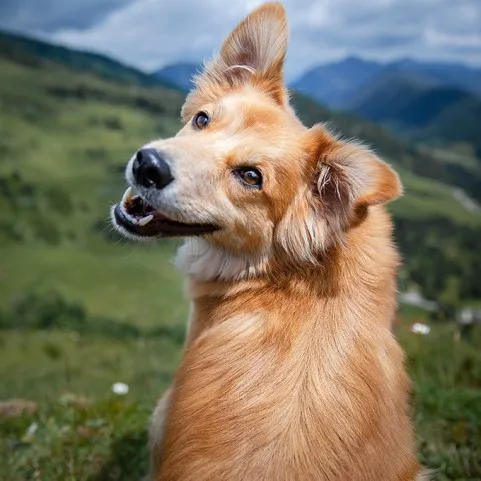 URMĂTOARELE DE CÂINI